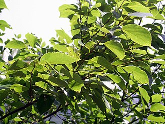 エノキ(榎):生態、特徴と文化的背景