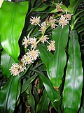幸福の木 D. fragrans