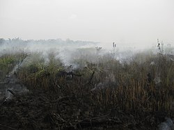 マレーシアの泥炭地火災