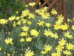 キク科植物の生態と分類学的特徴