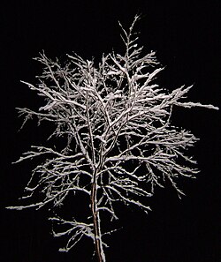生物学における分枝:構造と進化のメカニズム