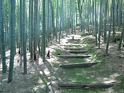 化野念仏寺 の竹林
