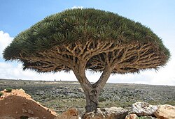 ソコトラ島特産のベニイロリュウケツジュ