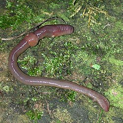 ミミズ(環形動物)の生物学的特徴と生態的役割