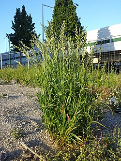 イネ科植物の生態と系統分類