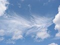 消えかけの肋骨雲
