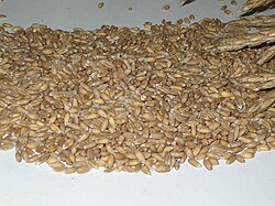 主食:定義と世界的な食文化の多様性