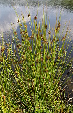 イグサ科の植物学的特徴と分類