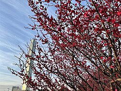 紅梅とゴールドタワー