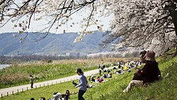 花見の様子