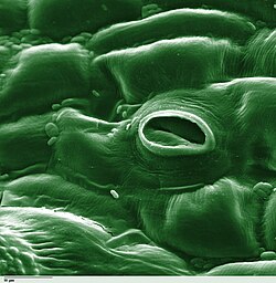 植物の気孔:構造と開閉メカニズムの科学