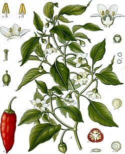 トウガラシ（植物）の概要と歴史