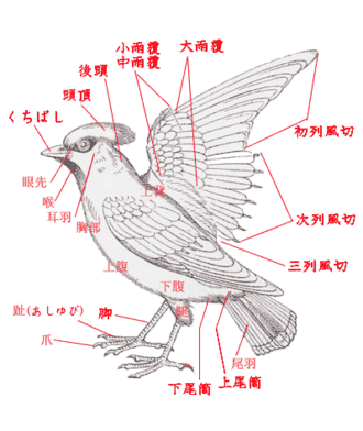 翼(つばさ):生物学的構造と流体力学的機能