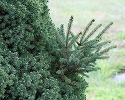 植物の枝変わり現象と園芸品種への利用