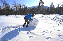 雪の上で転がされ大きくなる雪玉