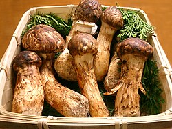 マツタケの生態と特徴に関する総合解説