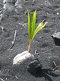 芽吹いたばかりのココヤシ