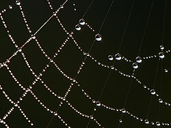 朝露が付いた蜘蛛の巣