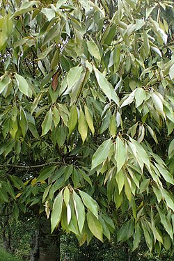 シロダモ:クスノキ科の常緑高木