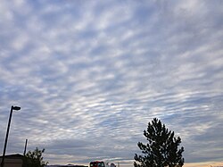 全天を覆った層状高積雲