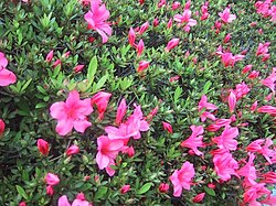 開花時期のサツキ(園芸品種)の木と花