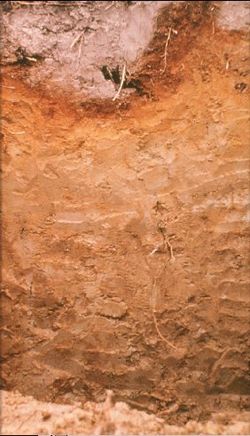 ポドゾル:寒冷地に見られる酸性土壌の特性と成因