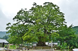 ケヤキ(欅)の生態、特徴、および利用の歴史