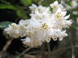 ウツギ(空木):植物学の特徴と文化的な背景