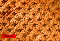 リンボク(化石植物)の生態と特徴