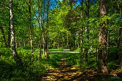 スウェーデン・ストックホルムにて5月末に撮影された森の風景