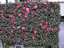 道行く人の目を楽しませる要素を持つ花の咲く垣根(サザンカの生垣。)
