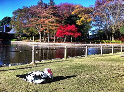 洞峰公園のバリケン