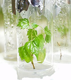 植物における蒸散のメカニズムと生態学的意義