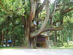 中村の大杉(富山県中新川郡上市町)