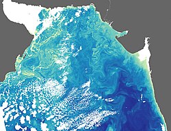 アラビア海の水の華