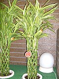 万年竹 D. sanderiana