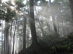ミー散乱の物理学と光学的特性