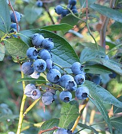 ブルーベリー:植物学的特徴と栽培の概要