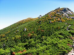 森林限界の生態学的特性と分布要因