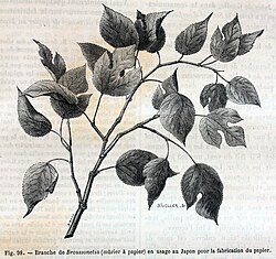 1873年に出版された通俗科学書に掲載されたコウゾの図版