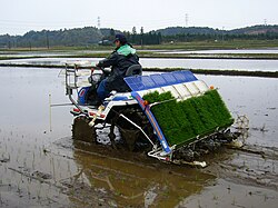 現代の機械化された田植え