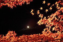 紅葉と月