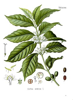 コーヒーノキ:植物学的特性と栽培の歴史