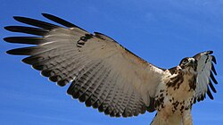 鳥の初列風切