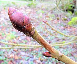 植物の芽の構造と分類の基礎知識