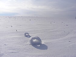 雪まくりの群生