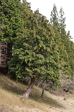 ヒノキ(檜):日本を代表する針葉樹の生態と文化