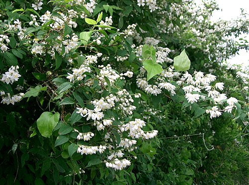 開花期のウツギの花