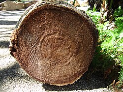 ヤシの木には年輪がない