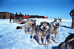 犬ぞり:歴史と使役の概要